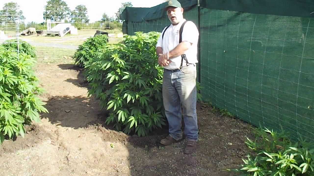 Update On Outdoor OREGON Marijuana Grow...Day 47 in the Ground...