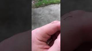 TINY inch worm!!!