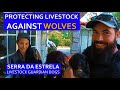 PROTECTING AGAINST WOLVES IN CENTRAL PORTUGAL - BUYING A LIVESTOCK GUARDIAN DOG AT SERRA DA ESTRELA