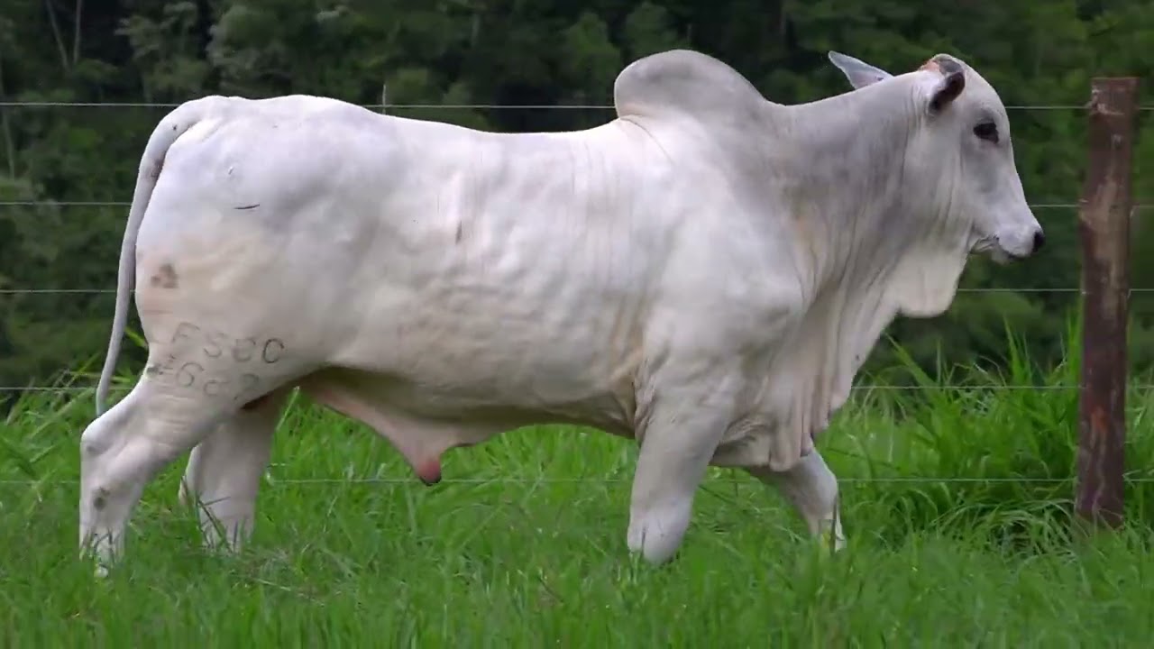 Lote 78   Leilão Virtual Especial Bonsucesso