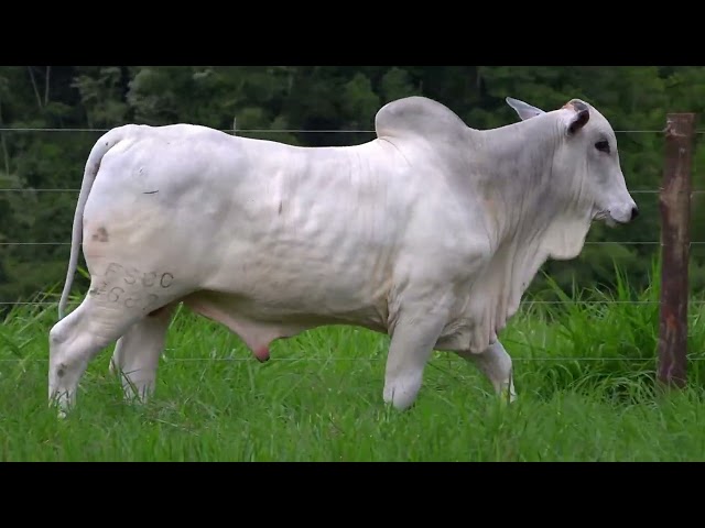 Lote 78   Leilão Virtual Especial Bonsucesso