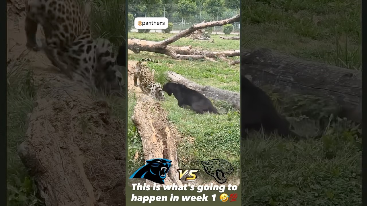 Carolina Panthers vs Jacksonville Jaguars week 1, 2025 