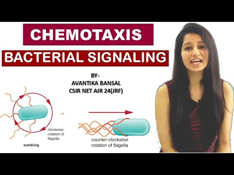 Chemotaxis- Bacterial Signaling||Cell Signaling|Microbiology||