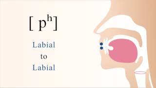 [ pʰ ] unvoiced aspirated bilabial stop Update