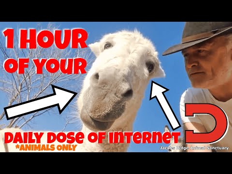 1 Hour of Daily Dose of Internet *ANIMALS ONLY