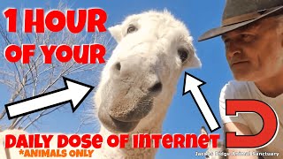 1 Hour of Daily Dose of Internet *ANIMALS ONLY