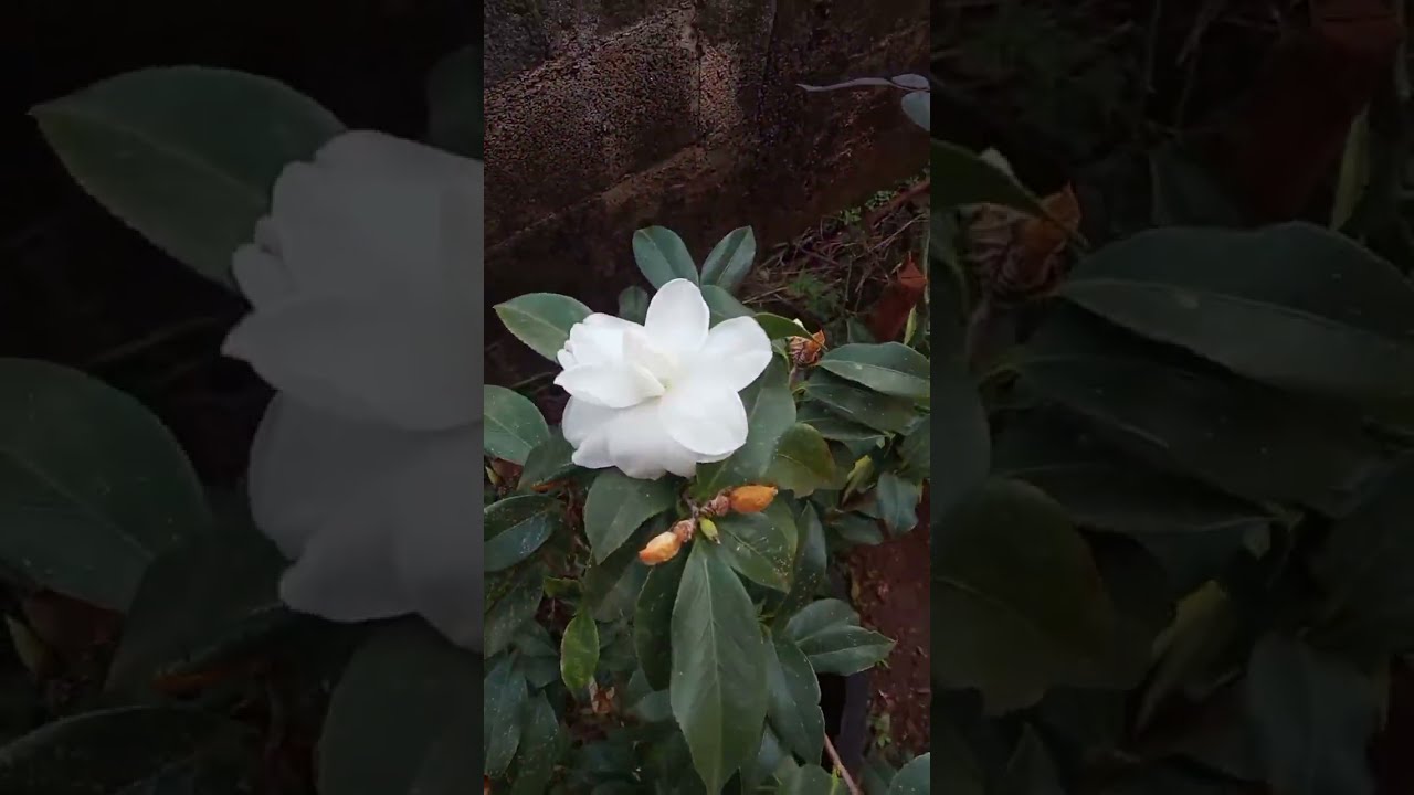 planta camélia