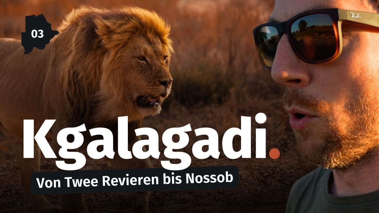 Kgalagadi Transfrontier Park 🇧🇼 - Geparden und Löwen von Twee Rivieren bis Nossob bzw. Polentswa