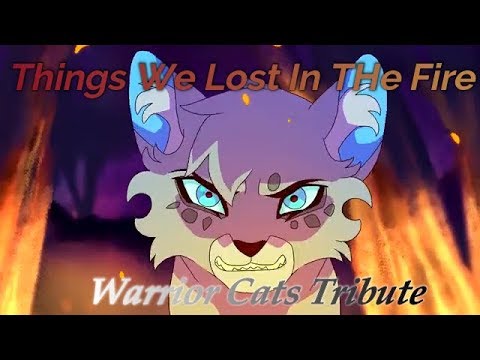 warriors cat stuff — t4wnyclaw: warrior cat wiki says ashfoot is the