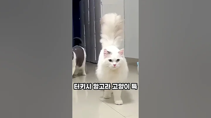 Watch the video about Turkish Angora Cat Special