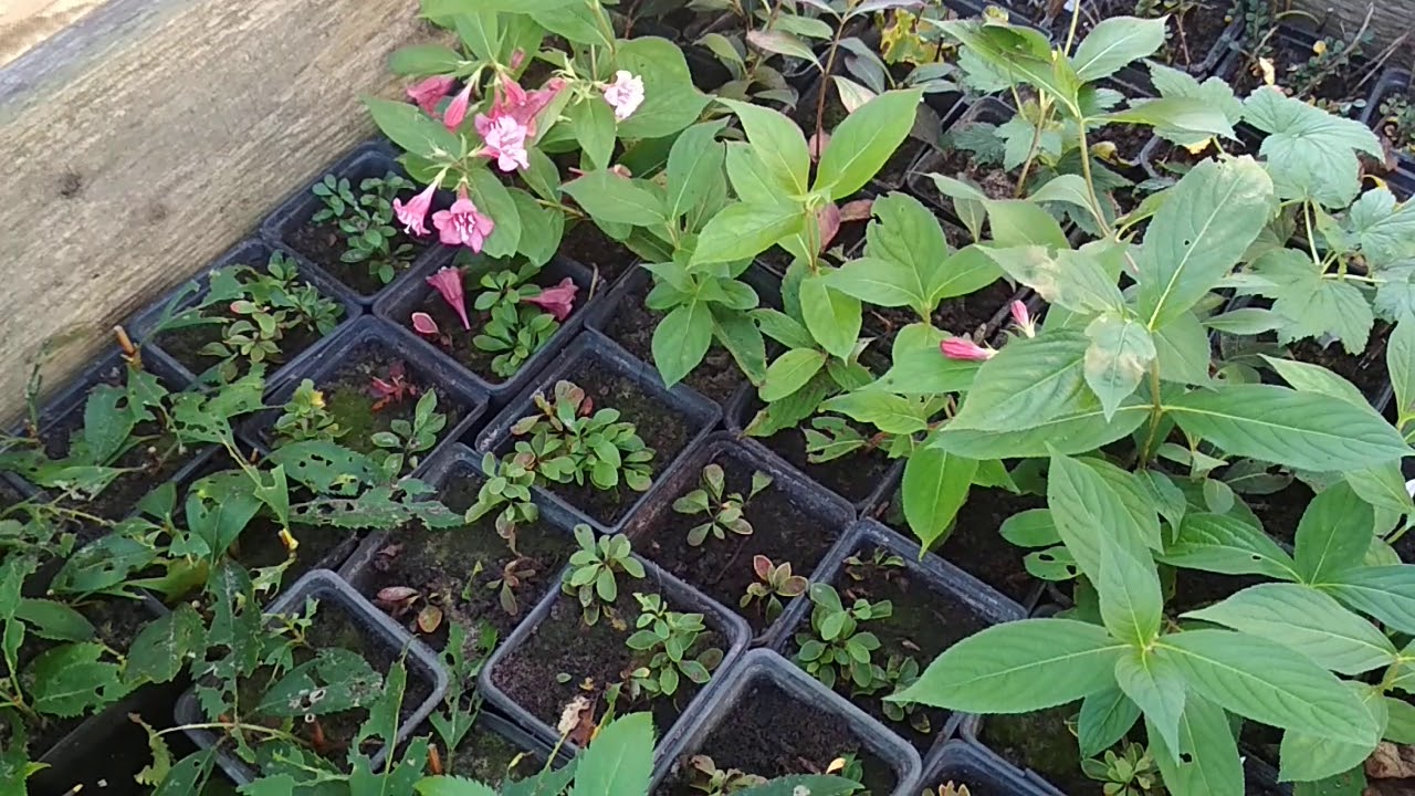 Готовимся к черенкованию с осени! Устройство череночника.