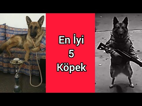 En İyi 5 Köpek