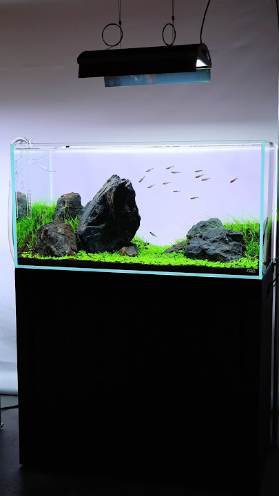 ADA 90P Nature Aquarium after two weeks #aquadesignamano #natureaquarium #iwagumi