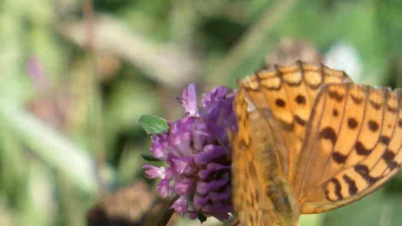 High Brown Fritillary.