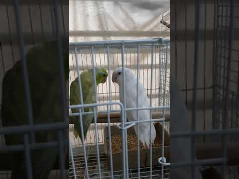 الباروليت