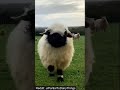 Sheep cant wait to get his cookie 😍