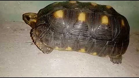 ¿Cuántas patas tiene una tortuga?