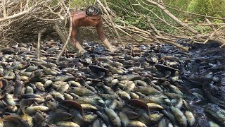 Amazing Fishing Exciting - Unbelievable Boy Found &amp; Catch a Lot of Babe Fish under old Tree