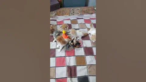 Video 11892521: persian kitten long hair, quality persian kittens