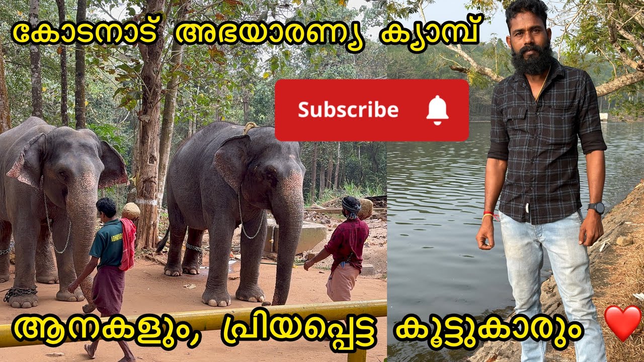 കോടനാട്  അഭയാരണ്യ  ക്യാമ്പ് 🐘❤️￼/Malayalam Forest elephant/ #elephant #aana #forest 
