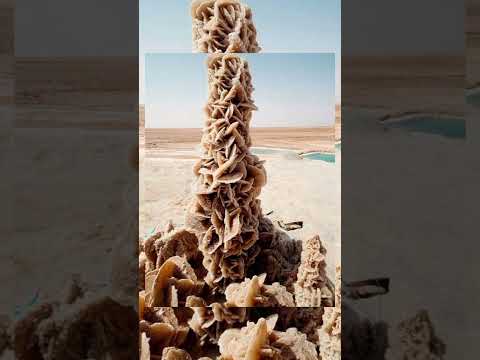 وردة الصحراء الغريبة Shorts 