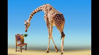 REGALOS ORIGINALES-REGALO-QUE REGALAR -CORUÑA-FERROL-PONTEVEDRA-VIGO-OURENSE-LUGO[GALICIA]