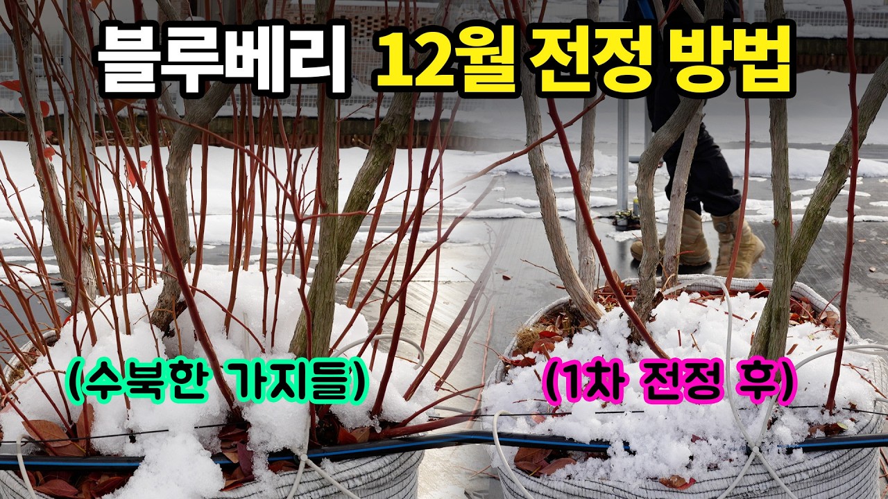 블루베리 겨울 가지치기! 언제하면 좋을까요? 블루베리 전정 시기와 방법