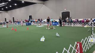 AKC Rally National Championship 2026. Championship Class.  Run 2, Score 99. Timer malfunctioned. 