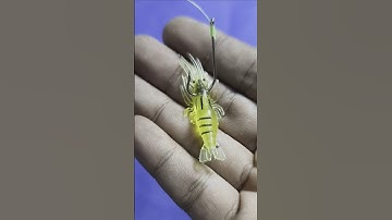 Tutorial on How to Put Fishing Bait #shorts #fishing #tutorial