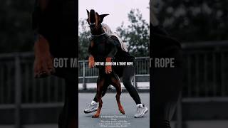 Doberman Cinematics