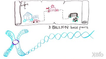 What is Gene Mapping?