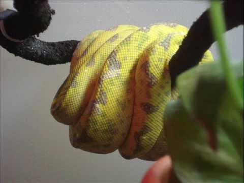 Pics of my Green tree Python