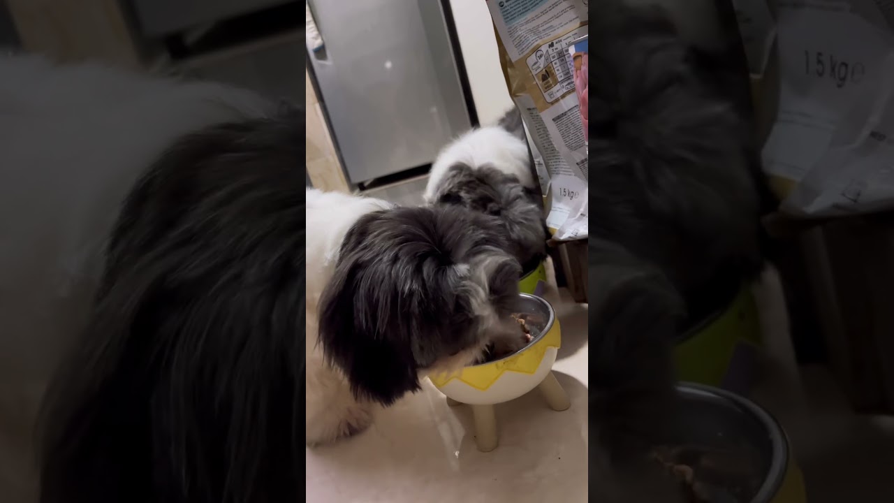 Wild salmon oil by Dr. Shiba 🩷