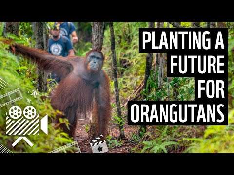 اورنگوتنز اور لوگوں کے لیے مستقبل کا پودا لگانا | ڈبلیو ڈبلیو ایف