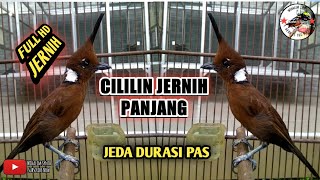 CILILIN GACOR JERNIH PANJANG 🔴