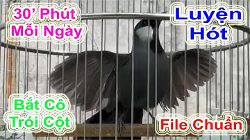 30 Phút Mỗi Ngày Khướu Hót Bắt Cô Trói Cột Múa Bung Xòe – File Luyện Hót Chuẩn Khướu