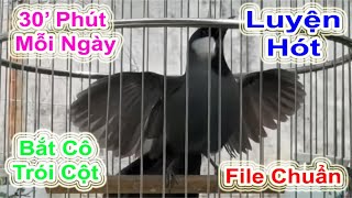 30 Phút Mỗi Ngày Khướu Hót Bắt Cô Trói Cột Múa Bung Xòe – File Luyện Hót Chuẩn Khướu