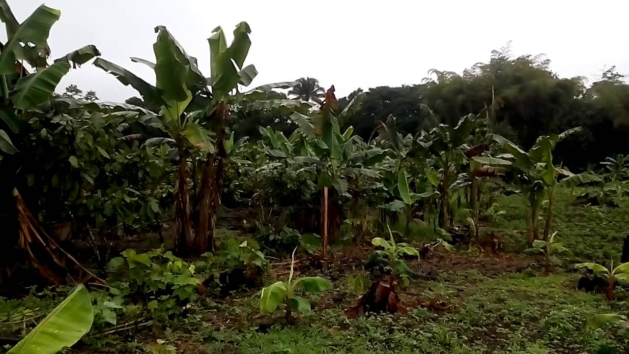 SE VENDE UNA HERMOSA QUINTA DE 3 HECTÁREA,