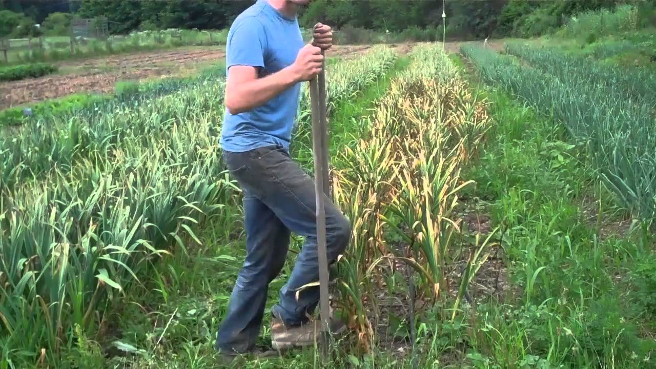How To Harvest Garlic YouTube