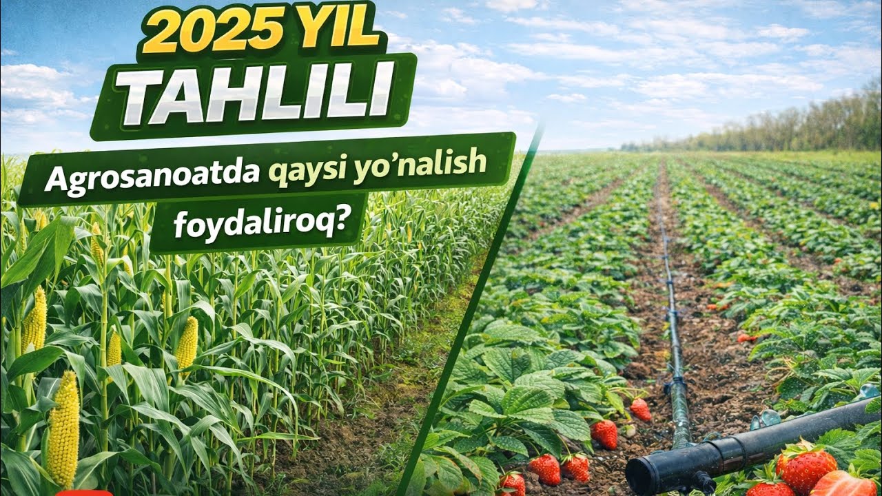 🌽🍓 2025 YIL TAHLILI QULUPNAY OCHIQ MAYDONI VA MAKKAJOXORI MAYDONI #agro #alba #rek #qulupnay #food 