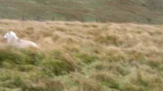 Lamb Man