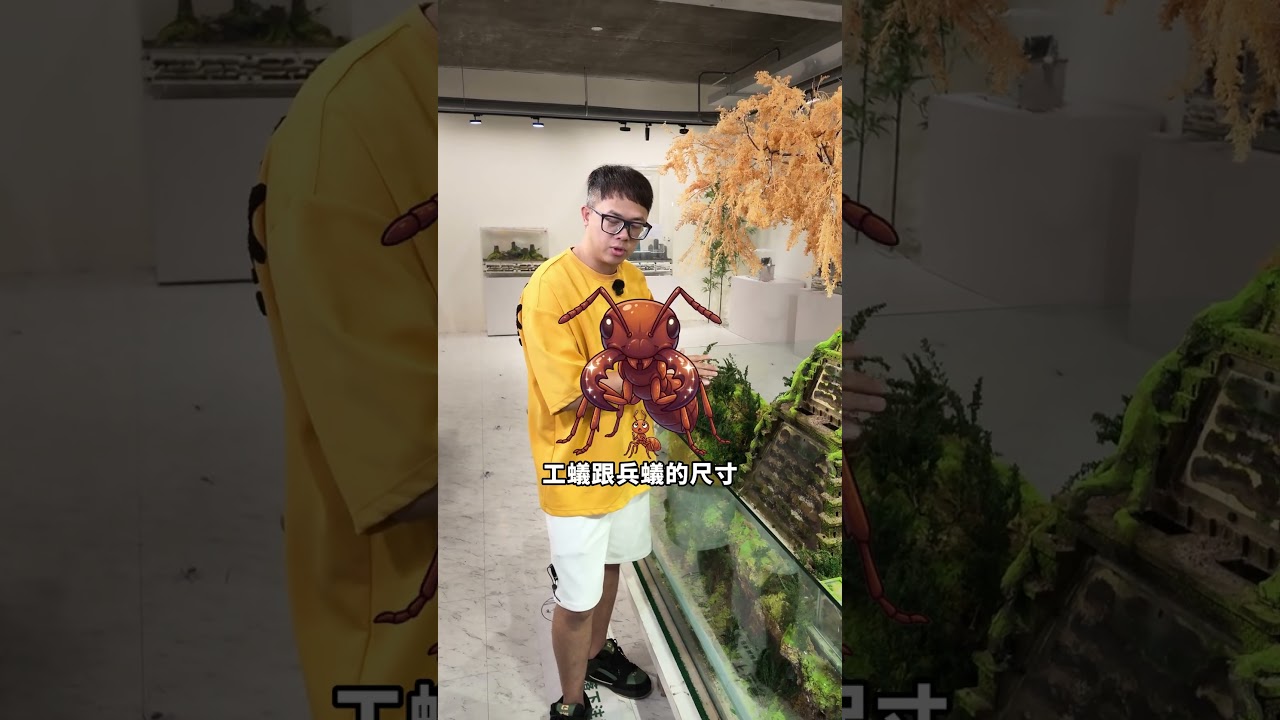 螞蟻騎螞蟻！？超酷的多樣寡家蟻特化兵蟻特點介紹 台灣螞蟻生態博物館 餵食秀 台灣螞蟻王 縮圖