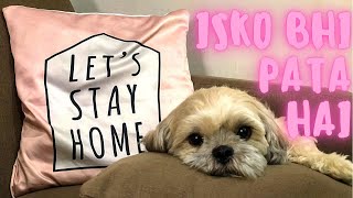 LHASA APSO | MIGUEL | OMG Even she knows ! Cute video by Lucy Miguel's Fairytale 2,817 views 3 years ago 3 minutes, 26 seconds