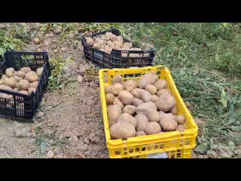 شفو واش خدمنا في اليوم الأحد حيدنا ربيع من دليع ثم حفرنا علي بطاطا بطاطا تابع فيديو حتى نهاية