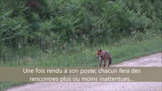Recensement De Bécasses À La Crôule