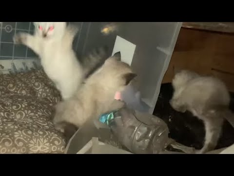 どんどん活発になり室内で暴れまわるシャム猫の子猫