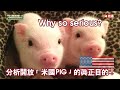 Why so serious?分析開放「米國PIG」的真正目的！ft. 台北市議員。侯漢廷【歷史哥閒談時間】(第319篇)109.09.18 #澄清唬新聞 #按讚分享訂閱留言