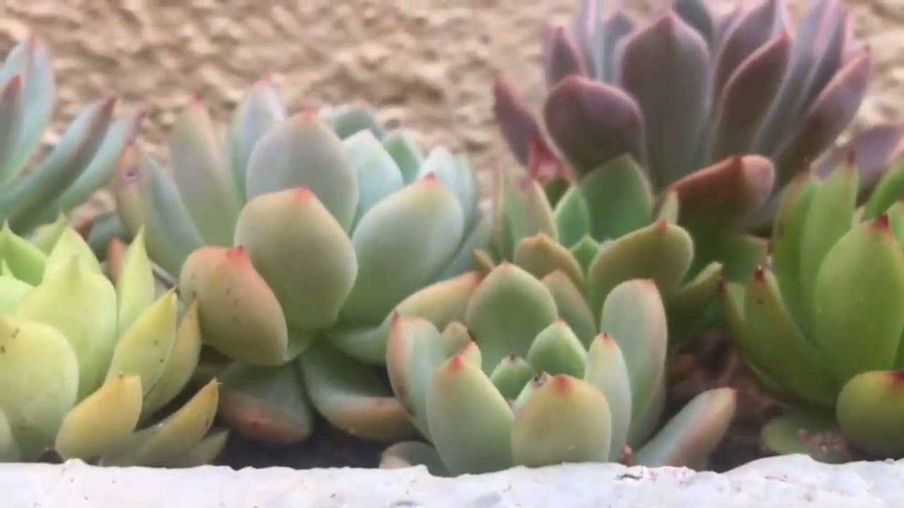 || NEEM OIL FOR SUCCULENTS CAN BE TERRIBLE ||