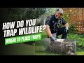 How We Humanely Trap Wildlife?