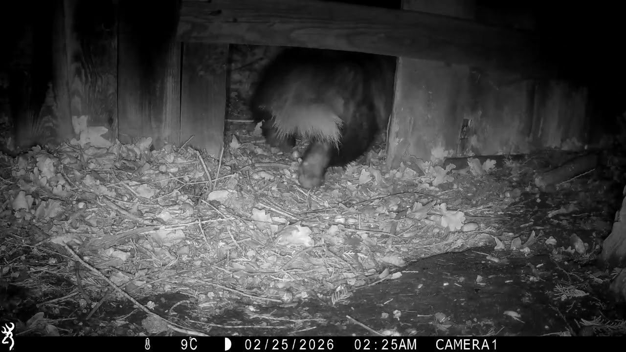 24th February 2026 Badgers entering and leaving secret entrance  Grace, Boris twice and Sophie